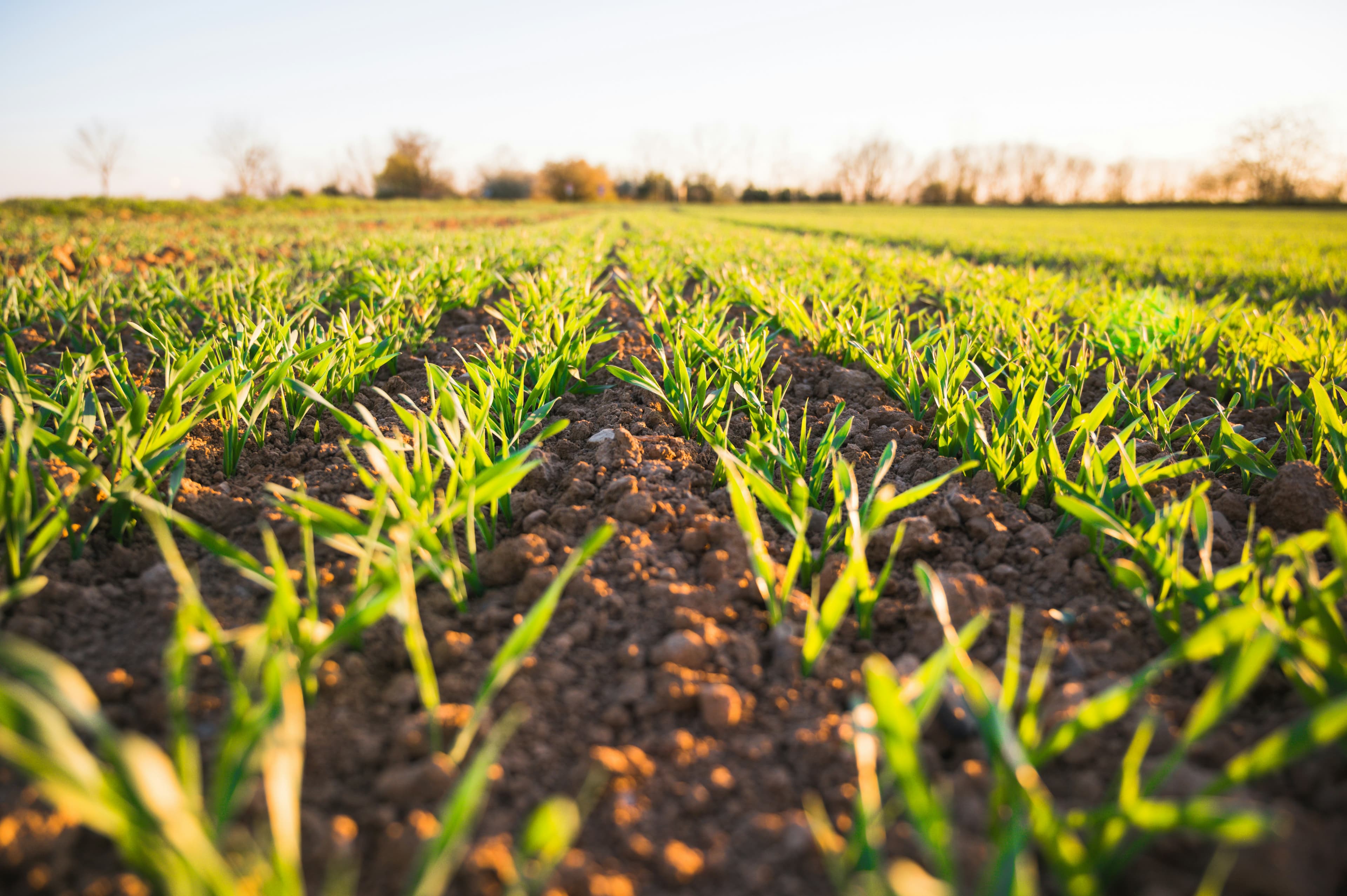 GrowNovis — modern agricultural intelligence